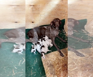 German Shorthaired Pointer Puppy for Sale in DYERSBURG, Tennessee USA
