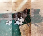 Small Photo #1 German Shorthaired Pointer Puppy For Sale in DYERSBURG, TN, USA