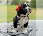 Puppy Bertha Bernedoodle