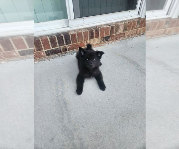 Medium Photo #1 Chesapeake Bay Retriever-Keeshond Mix Puppy For Sale in WAYNESBORO, VA, USA