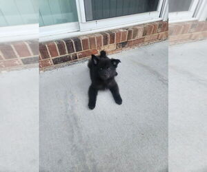 Chesapeake Bay Retriever-Keeshond Mix Puppy for sale in WAYNESBORO, VA, USA