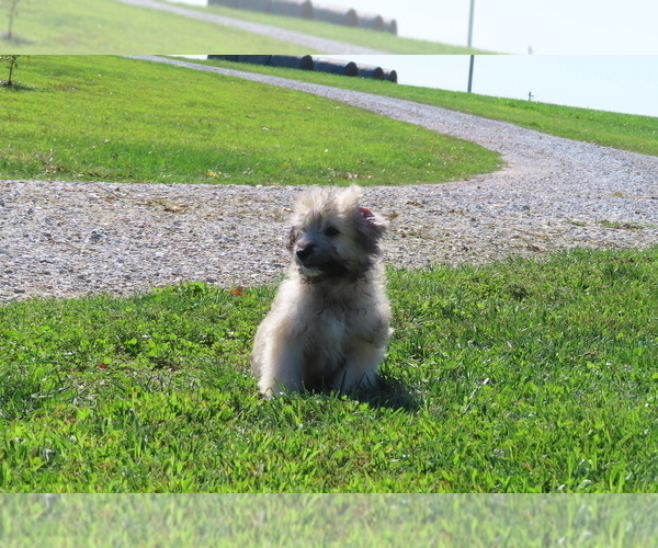 Medium Photo #7 Pookimo Puppy For Sale in MEMPHIS, MO, USA