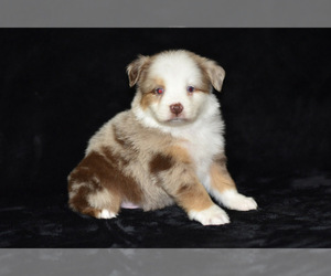 Miniature Australian Shepherd Dog for Adoption in EASTON, Missouri USA
