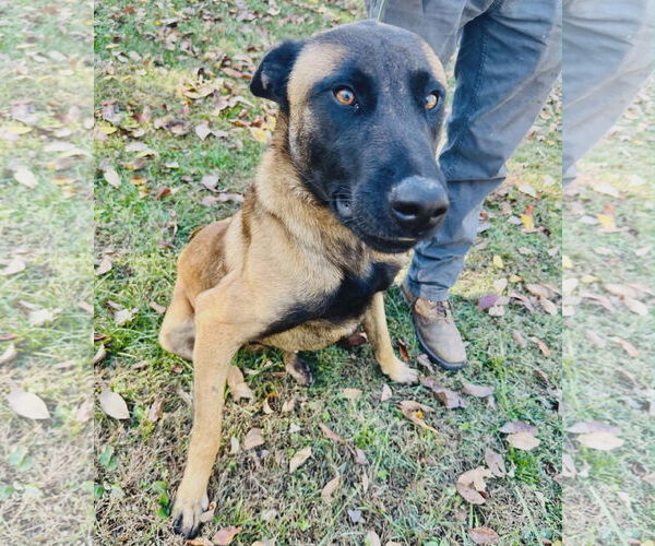 Medium Photo #2 Mutt Puppy For Sale in Westwood, NJ, USA