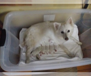 Mother of the Miniature American Eskimo puppies born on 02/10/2024
