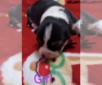 Small Photo #3 Pembroke Welsh Corgi Puppy For Sale in CLEAR SPRING, MD, USA