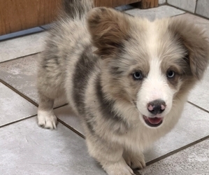 Pembroke Welsh Corgi Puppy for sale in MILTON, WI, USA