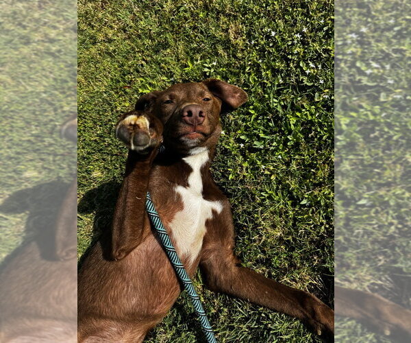 Medium Photo #4 Mutt Puppy For Sale in Boston, MA, USA
