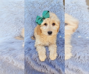 Goldendoodle (Miniature) Puppy for sale in BEECH GROVE, IN, USA