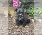Small Photo #3 Schnauzer (Miniature) Puppy For Sale in WEST BRANCH, IA, USA