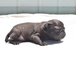 Small Photo #2 Pug Puppy For Sale in PALM COAST, FL, USA