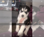 Small Photo #4 Siberian Husky Puppy For Sale in BROCKTON, MA, USA