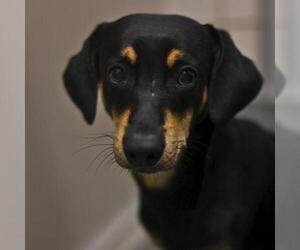 Mutt Dogs for adoption in San Antonio, TX, USA