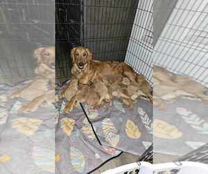 Mother of the Golden Retriever puppies born on 12/27/2023