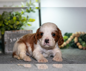 Medium Cavapoo (Miniature)