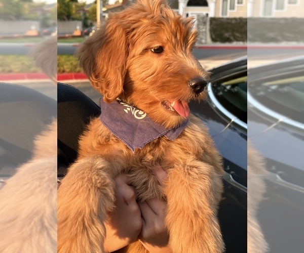 Medium Photo #2 Goldendoodle Puppy For Sale in IRVINE, CA, USA