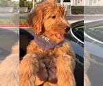 Small Photo #2 Goldendoodle Puppy For Sale in IRVINE, CA, USA