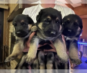 German Shepherd Dog Puppy for Sale in FORT LUPTON, Colorado USA