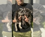 Small #4 French Bulldog