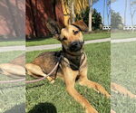 Small Doberman Pinscher-German Shepherd Dog Mix
