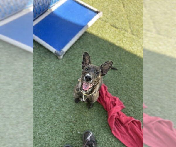 Medium Photo #2 Mutt Puppy For Sale in Chula Vista, CA, USA