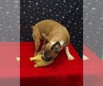 Small #2 Boston Terrier