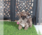 Ember - Female Yorkipoo Puppy for Sale - Photo #2