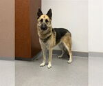 Small #1 German Shepherd Dog