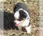Small Photo #2 Australian Shepherd Puppy For Sale in AINSWORTH, NE, USA