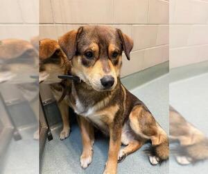 German Shepherd Dog-Unknown Mix Dogs for adoption in Baytown, TX, USA