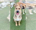 Small #1 Briard Mix