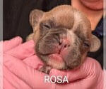 Small Photo #18 French Bulldog Puppy For Sale in MCKINLEYVILLE, CA, USA