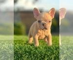 Small #11 French Bulldog