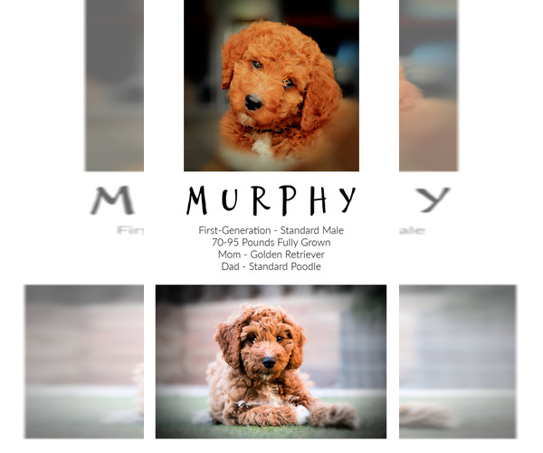 Medium Photo #6 Goldendoodle Puppy For Sale in LISBON, OH, USA
