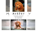 Small Photo #6 Goldendoodle Puppy For Sale in LISBON, OH, USA