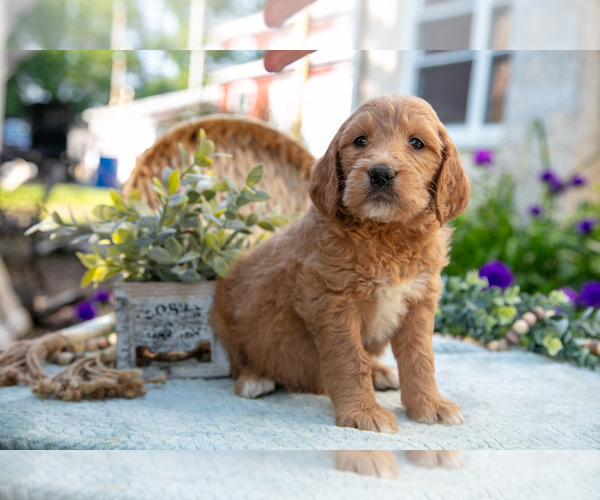 Medium Photo #32 Goldendoodle Puppy For Sale in KIRKWOOD, PA, USA