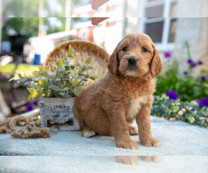 Medium Goldendoodle
