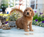 Puppy Tawny Goldendoodle