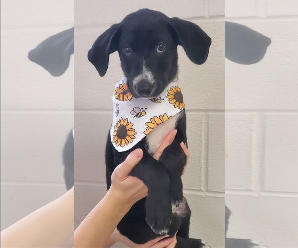 Medium Photo #1 Labrador Retriever-Unknown Mix Puppy For Sale in Tampa, FL, USA