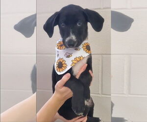 Medium Labrador Retriever Mix