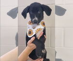 Small Labrador Retriever Mix