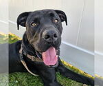 Small #4 Labrador Retriever Mix