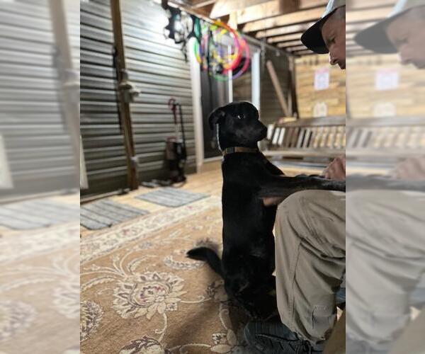 Medium Photo #12 Labrador Retriever-Unknown Mix Puppy For Sale in Holly Springs, NC, USA