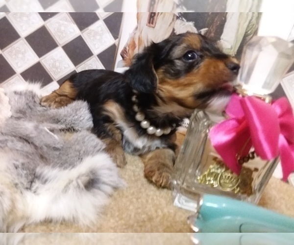 Medium Photo #9 Yorkshire Terrier Puppy For Sale in AUSTIN, TX, USA