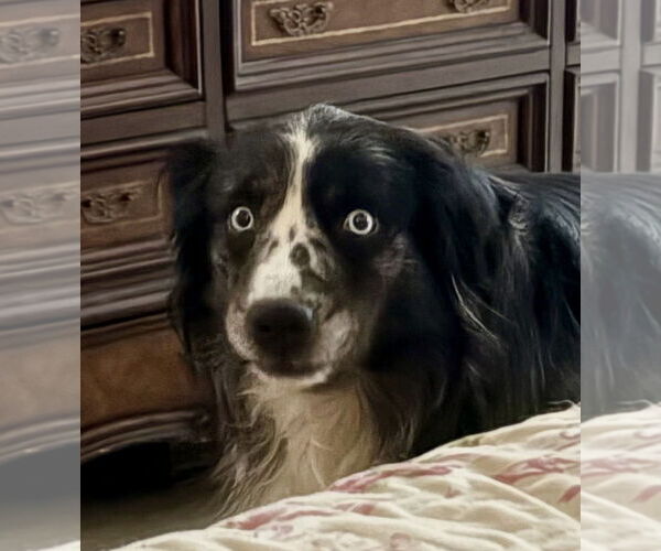 Medium Photo #4 Australian Shepherd Puppy For Sale in Dallas, TX, USA