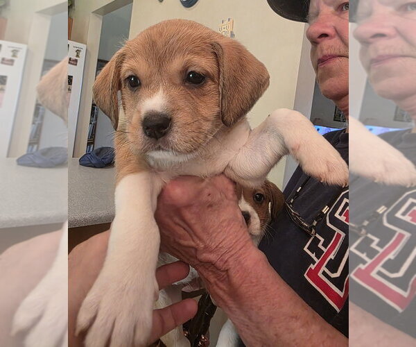 Medium Photo #1 Beagle-Unknown Mix Puppy For Sale in Aurora, IN, USA