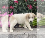Small #2 Great Pyrenees