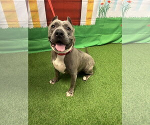 Zoey - Male Mutt Dog for Adoption - Photo #3