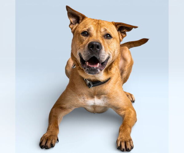 Medium Photo #2 Carolina Dog-Unknown Mix Puppy For Sale in Rowlett, TX, USA