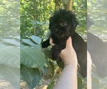 Image preview for Ad Listing. Nickname: Max
